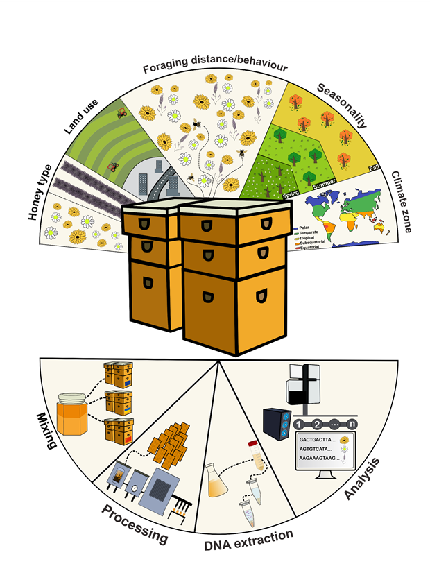 Description of influences on NGS of honey
